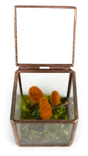 Load image into Gallery viewer, Jill Reedy, "Forest Floor Series" (starting at $45)