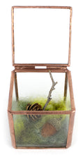 Load image into Gallery viewer, Jill Reedy, "Forest Floor Series" (starting at $45)