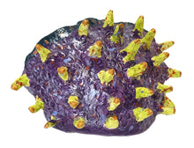 Load image into Gallery viewer, Kramer Hegenbarth, "Punk Rock"