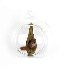 Load image into Gallery viewer, Jill Reedy, Glass Orbs (sets and singles)