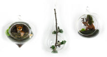 Load image into Gallery viewer, Jill Reedy, Glass Orbs (sets and singles)