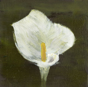 Cyrus M., Untitled (Calla Lily)