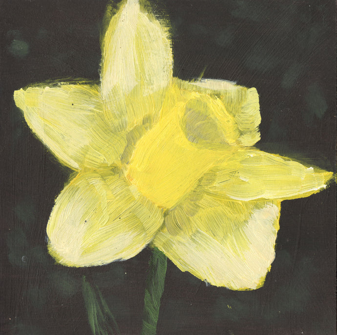 Cyrus M., Untitled (Daffodil)
