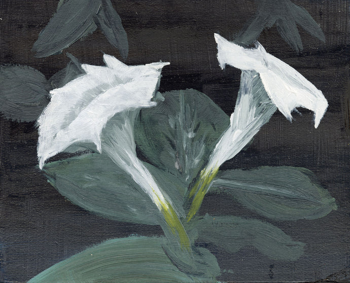 Cyrus M., Untitled (Moonflowers)