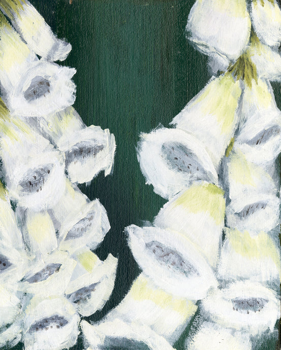 Cyrus M., Untitled (white foxgloves)